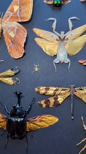 A curated collection of 14 different gilded insect species. Each insect has been preserved, pinned and hand gilded partially or completely in pure fine gold leaf. This is my second large scale compilation piece. For this, I wanted to use high contrast in place of negative space - to draw the viewer in with not only the gold and black, but with small pops of colour. The iridescent green of the rare orchid bee, the gentle fluffy blue of the carpenter bee and the rich metallics of the emerald scara