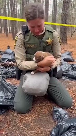 The call came in as illegal dumping on a remote logging road, but when Deputy Elena Rodriguez saw one of the black trash bags move, everything changed. She expected garbage. Instead, she found a litter of puppies—most already gone. Then she heard a faint rustle from the last bag. Without waiting for gloves or protocol, she tore it open and found a single pit bull puppy still alive, barely breathing. Elena held the tiny dog to her chest for warmth as the weight of the scene overwhelmed her. “You’