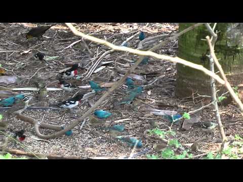 Indigo buntings South Texas April 2013 songbird fallout
