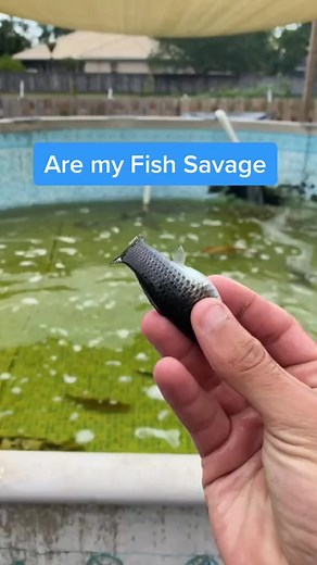 Are my Fish Savage? Wait for it | RAWWFishing