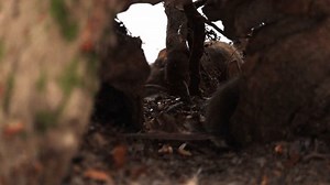 Souris des champs (Apodemus agrarius) cherche : vidéo de stock (100 % libre de droit) 4000502823 | Shutterstock