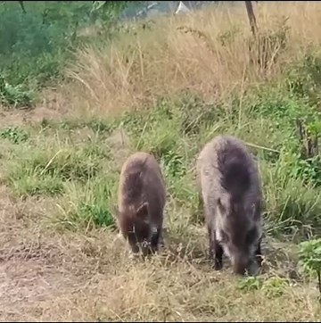 Wild Boar | Jim Corbett Wildlife & Nature View | Facebook