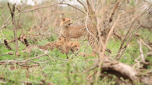 260K views · 2.1K reactions | Mother cheetah trains her sub-adult cubs hunting skills. Watch as the unthinkable happens at the end #reels #reelsfb #reelsviral #viralpage #video #africa #Amazing #life #Wow #wildlife #travel #trending #trend #reelsvideo #viral | African Bush Kingdom | Facebook