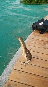 Yellow Bittern (黄苇鳽,Ixobrychus sinensis) says hi, in Jilin province. Adult pale orangish brown or yellow, depending on the light, with a narrow dark cap. ❤陈先生VS ❤❤❤ #China #nature #birds #wildlife #travel #peace #beauty #beautiful #love | Lin hillside