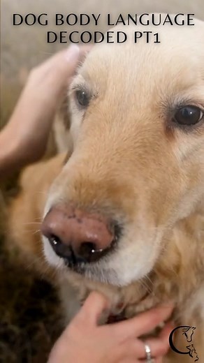 Part 1: Dog body language decoded: understanding your dog's communication. Dogs can't talk, but they speak volumes through their body language! Understanding these signals can help you build a stronger bond with your furry friend and provide the care they need. Here's a quick guide to some common dog expressions: 🐶Tail wags: ✨Fast, loose wags: Happy and excited! ✨Slow, relaxed wags: Content and friendly. ✨High, stiff wags: Alert or unsure. ✨Tucked tail between legs: Scared or submissive. 🐶Ears