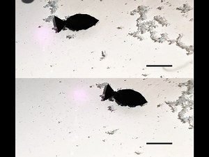 Chinese scientists have developed a fish-shaped light-actuated swimming robot that can "eat" microplastics in water bodies and repair itself if damaged. https://bit.ly/3zfTmxk | Sci Hub China