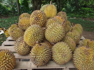 ​Thorny issue: Police evict durian sellers from the streets of Pasar Minggu | Coconuts