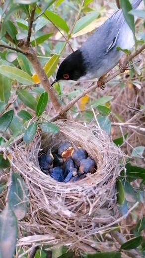 6.9K views · 57 reactions | Beautiful wild bird feeding their chicks | Review Birds News | Facebook