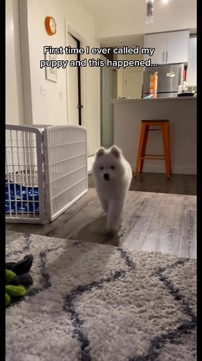 93K views · 3.2K reactions | The best little bear hug ever #dog #newyork #samoyed #puppy #nyc | Lumi LumiBear Samoyed | Facebook
