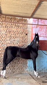 3.6K views · 117 reactions | STALLION DAANVEER PURE FORM OF MARWARI AVAILABLE FOR STUD SERVICES AT SIRSA 9728123434 #ghodealajoda | Ghode Ala joda | Facebook