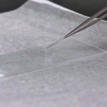 Video: Fluorescence Microscopy Methods for Determining the Viability of Bacteria in Association with Mammalian Cells