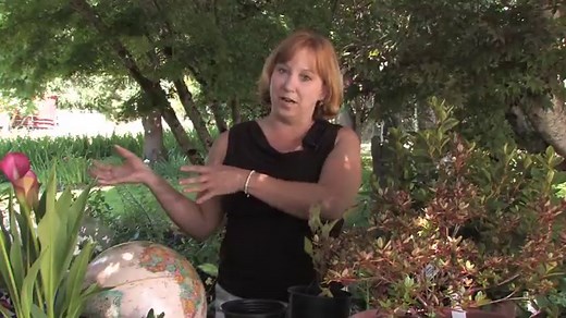 How To Grow Bee Balm From Seed - A Simple Guide - Gardening Dream