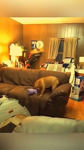 23K views · 1.1K reactions | funny cute (546) 爵 #existential #Olympics2024 #Hot #Netherlands #Cute | Bar Caboclo | Facebook