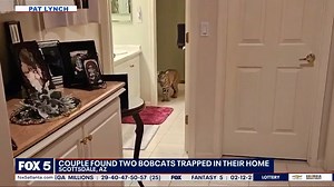21K views · 388 reactions | What would you do if you found two bobcats in your home?!  | FOX 5 Atlanta | Facebook