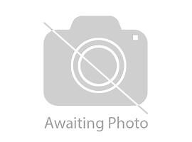 Red/Apricot Cockapoos