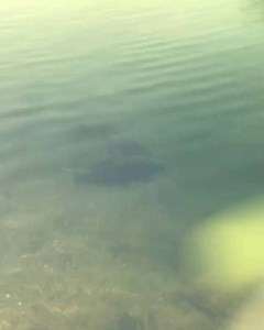 2K views · 3 comments | What’s life like as an angler who wears Fortis? The Switch Aviators seeing deeper than the naked eye! #seedeeper | Fortis Eyewear | Facebook