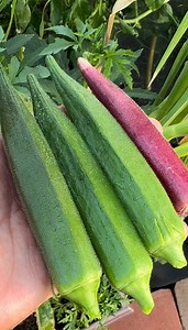 2.1K views · 113 reactions | My favorite way to enjoy fresh okra is...