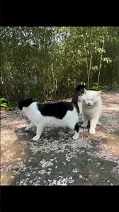 jala jala jala jala jala