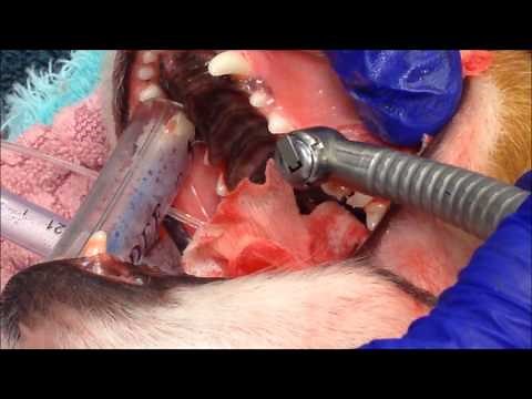 Surgical Tooth Extraction at Poulsbo Animal Clinic