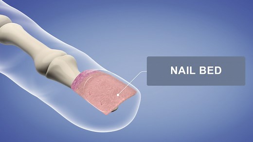 Nail Bed - NailKnowledge