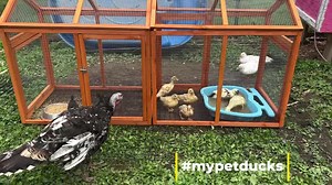 2.2K views · 310 reactions | The new babies first step to adult life ❤️ | Pip, my pet duck and friends | Facebook