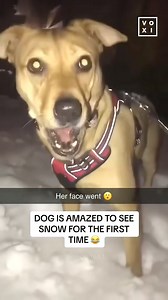 Dogs first time seeing snow #dog #dogsof #fyp #foryou | Papa Ken Bacolod