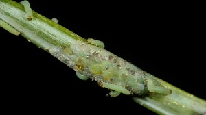 An egg mass of the spruce budworm, Choristoneura occidentali | 2013 Small World In Motion Competition