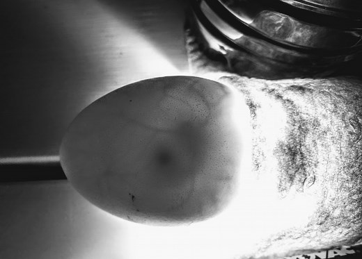 Development of a Chicken Embryo Day by Day