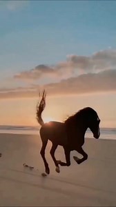 Horse Lover on Reels