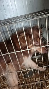 A fost în iadul de la Suraia! E de trei săptămâni la mine, dar nu i-a dispărut frica și spaima din ochi! Ce-o fi văzut acolo! O fata m-a rugat sa o iau în adăpost! Au fost hingherii în sat la ei și au luat câțiva câini! Știam ca va muri acolo, așa că am zis da, adu-o! Cu greu i-au dat-o, cu promisiunea că nu se va întoarce în sat și nici nu o va duce-o la o asociație! N-am înțeles de ce?! Au amenințat-o cu control și amenda mare! Se credeau invincibili... | Maria Manea