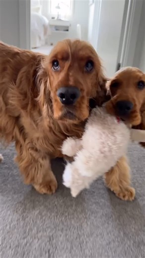 Cocker Spaniel Planet ™ on Instagram: "So cute @hugoloveshoney"