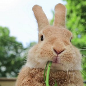 1.3K views · 74 reactions | If you're looking to adopt a pet this year, and thinking a rabbit could be your new best mate, we can help out with some very important info  Find out why rabbit vaccinations, desexing and worming are hot topics right now  Read article: https://bit.ly/rabbitsmarts | Petstock | Facebook