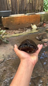 46K views · 1K reactions | Ang cute naman ng Pagong na binigay sa akin! | Native Asian box turtle  #Asianboxturtle #nativeturtle #pagong #wildliferescue #wildlifeanimals #malayanboxturtle #viralvideochallenge | Deric Fernandez | Facebook
