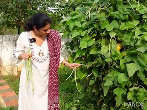 55K views · 503 reactions | Farm Harvest | Mad gardener | Facebook