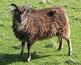 Soay sheep - Alchetron, The Free Social Encyclopedia