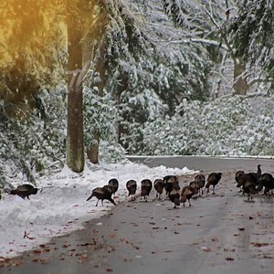 #pawilds #cookforest #holiday #palewhale #cooksburgcafe #fairwinds #cookriverside #cooksburgdrygoods | Cook Riverside Cabins