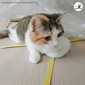 5K views · 281 reactions | I can see you~~ | PECO | Facebook