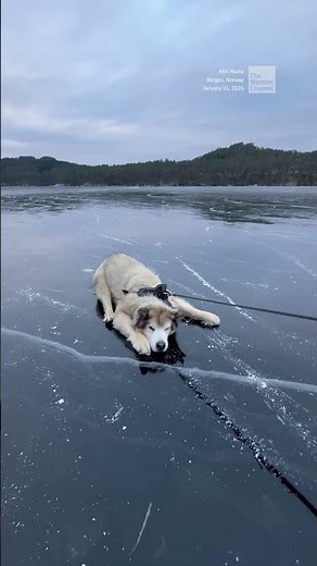 Sled Dog Just Doesn't \rFeel Like Sled Dogging