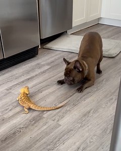 Bearded dragons & dogs playing together | MetDaan Beauty