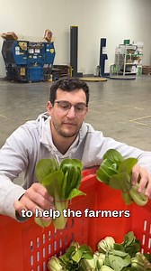 67 reactions | 略THESE PAK CHOIS WERE FREEZING, SO WE SAVED THEM! 略⁠ ⁠...