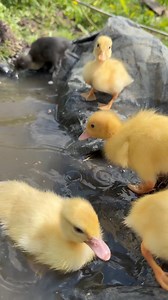 Our runner ducklings enjoying the sunshine #ducklings #runnerducklings | Caenhill Countryside Centre