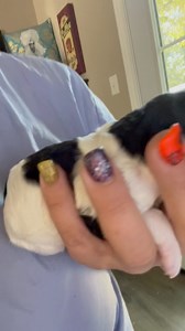 Poetry Poodles on Reels