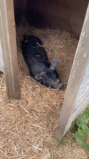 6.6K views · 192 reactions | That feeling when you get into fresh bedding..  #RiverCottage #OrganicFarm #OrganicLivestock #FarmLife | River Cottage | Facebook