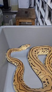 79K views · 12K reactions | #snakelover #ballpythonlove #snek #royalpythons #morphs | Xclusive ball pythons | Facebook