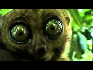 cute things exploding