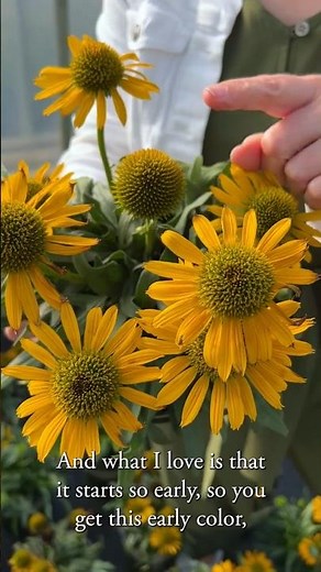 Kismet® Yellow Coneflower for Easy Color, Non-Stop Blooms & Sunshine Vibes | Zone 4-9