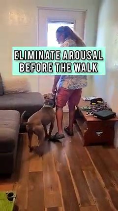If your dog is struggling with arousal before the walk, don’t just rush into the walk. This video was taken last week from when spooky first got dropped off, and his adrenaline was through the roof. He was constantly on alert and gunning for that front door when he knew it was time to go outside. One simple protocol you can do is use your body to claim space around the door or any area of the house that the dog is hyper aroused around. Notice how much space he ends up creating between himself an