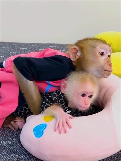 Dad worries about Monkey Kaka and Mit when there is a big storm #Kaka | Kaka Page