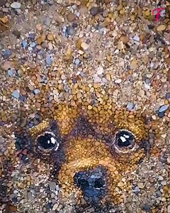 1.6K views · 18 reactions | Artist makes amazing drawings by laying out pebbles | Fabiosa Hearty | Facebook