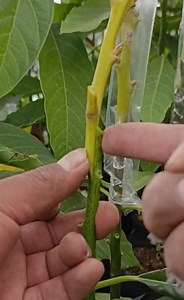 191K views · 2.6K reactions | Quieres aprender hacer injertos de...